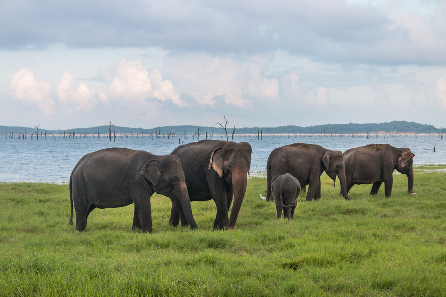 Herd of wild elephants at a Minneriya reservoir at sunset