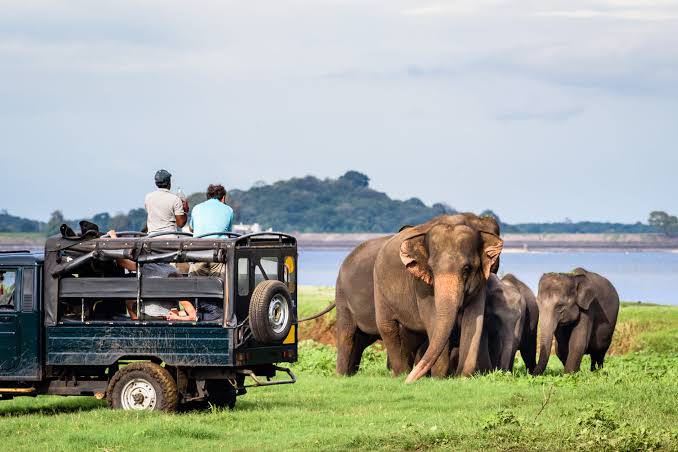 Private safari jeep with an experienced driver on a Sri Lankan safari track